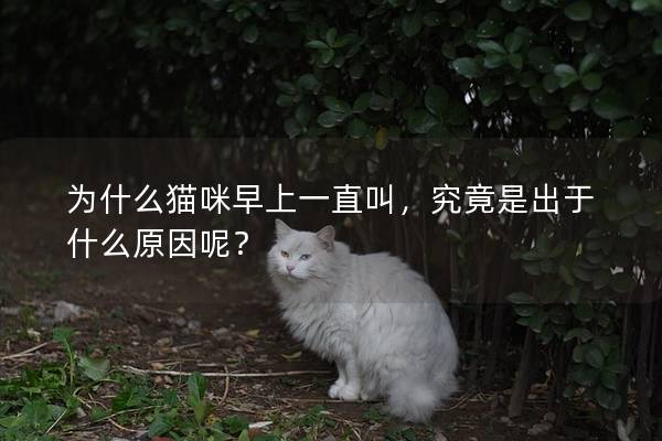 為什么貓咪早上一直叫，究竟是出于什么原因呢？