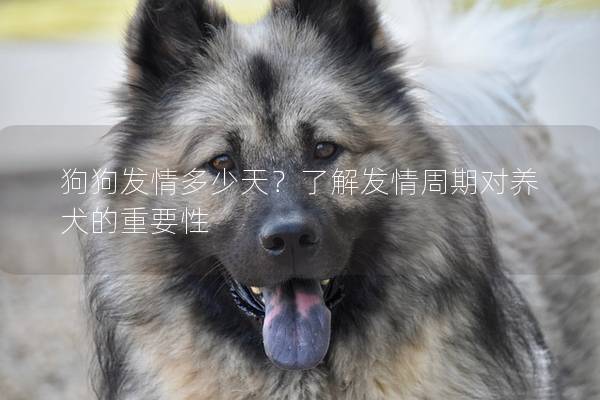 狗狗發情多少天?了解發情周期對養犬的重要性 狗狗發情多少天?了解發情周期對養犬的重要性