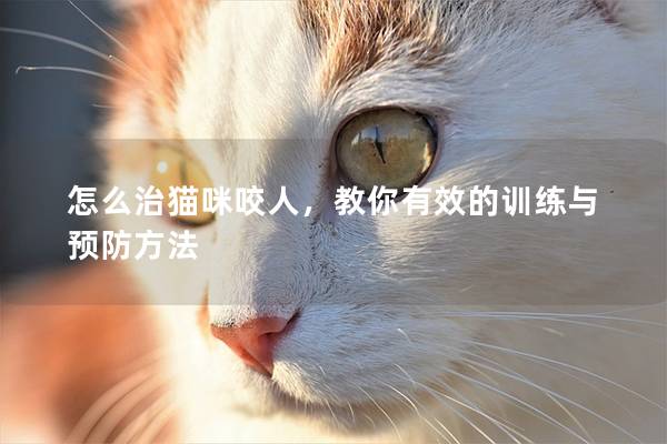 怎么治貓咪咬人，教你有效的訓練與預防方法
