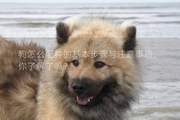 狗怎么配種的基本步驟與注意事項，你了解了嗎？