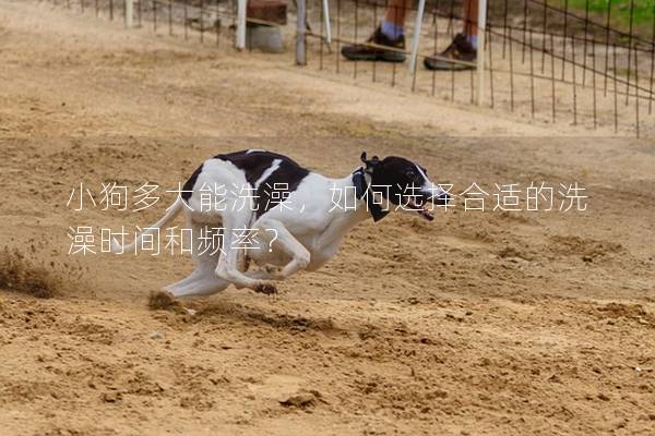 小狗多大能洗澡，如何選擇合適的洗澡時間和頻率？