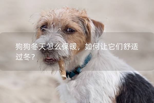 狗狗冬天怎么保暖，如何讓它們舒適過(guò)冬？