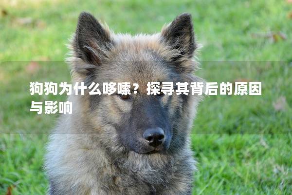 狗狗為什么哆嗦？探尋其背后的原因與影響