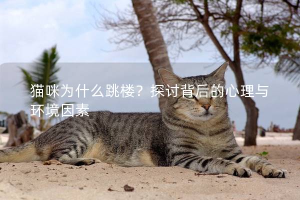 貓咪為什么跳樓？探討背后的心理與環(huán)境因素