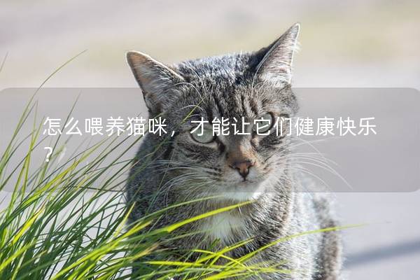 怎么喂養貓咪，才能讓它們健康快樂？