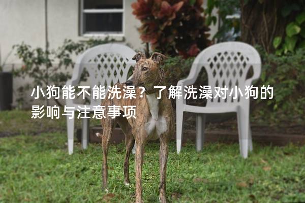 小狗能不能洗澡？了解洗澡對(duì)小狗的影響與注意事項(xiàng)