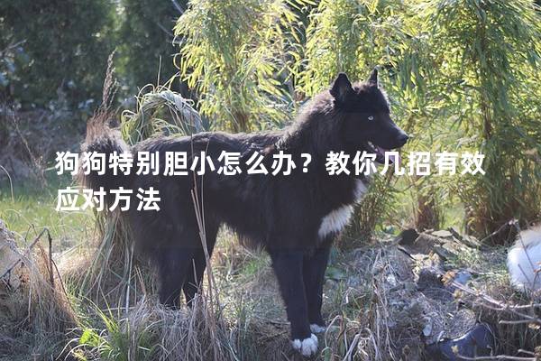 狗狗特別膽小怎么辦？教你幾招有效應對方法