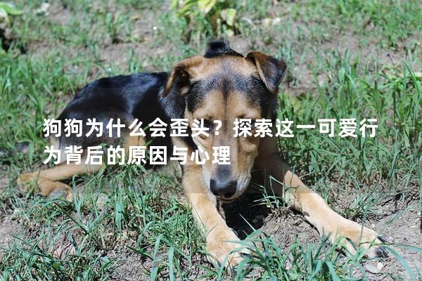 狗狗為什么會歪頭？探索這一可愛行為背后的原因與心理