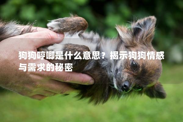 狗狗哼唧是什么意思？揭示狗狗情感與需求的秘密