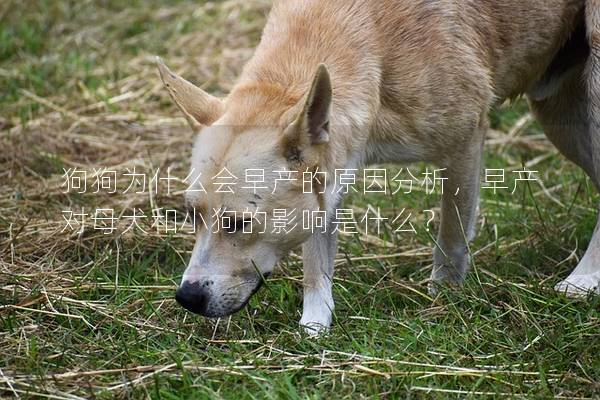 狗狗為什么會早產的原因分析，早產對母犬和小狗的影響是什么？