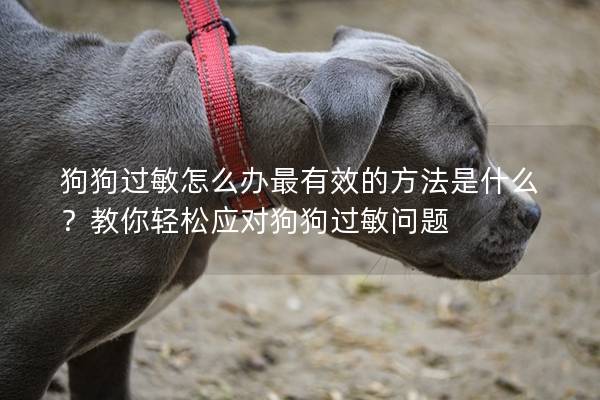 狗狗過敏怎么辦最有效的方法是什么？教你輕松應對狗狗過敏問題