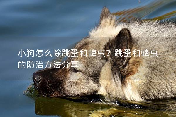 小狗怎么除跳蚤和蜱蟲？跳蚤和蜱蟲的防治方法分享