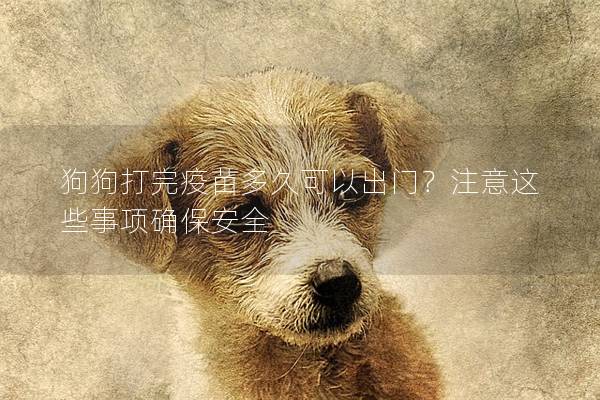 狗狗打完疫苗多久可以出門？注意這些事項確保安全