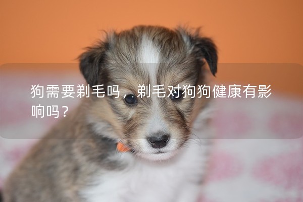 狗需要剃毛嗎，剃毛對狗狗健康有影響嗎？