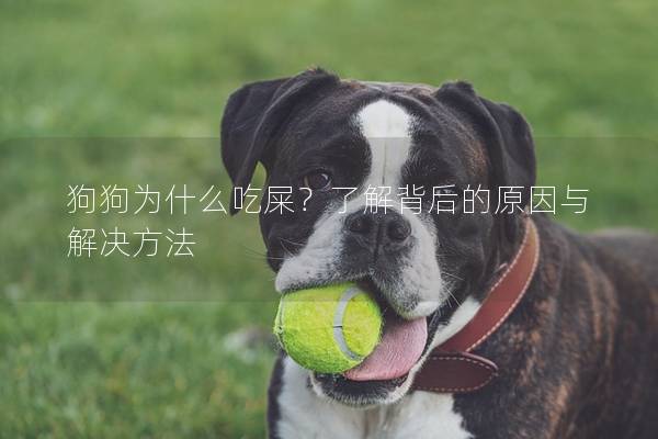 狗狗為什么吃屎？了解背后的原因與解決方法