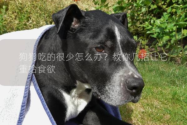 狗狗吃的很少怎么辦？教你幾招讓它重拾食欲