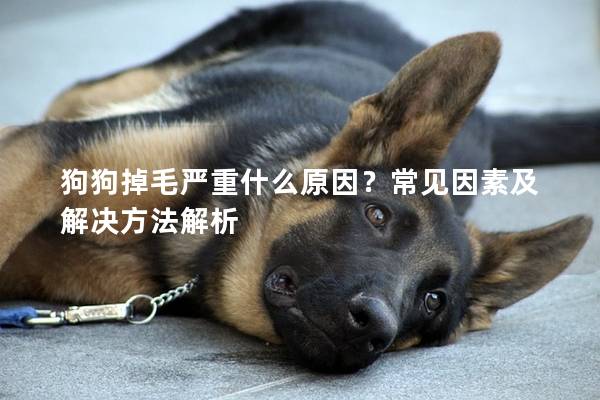 狗狗掉毛嚴重什么原因？常見因素及解決方法解析