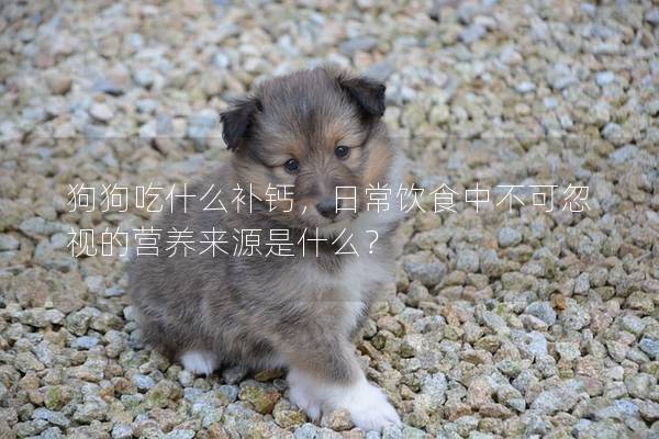 狗狗吃什么補鈣，日常飲食中不可忽視的營養來源是什么？