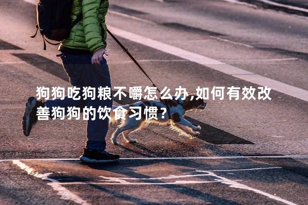 狗狗吃狗糧不嚼怎么辦,如何有效改善狗狗的飲食習慣？