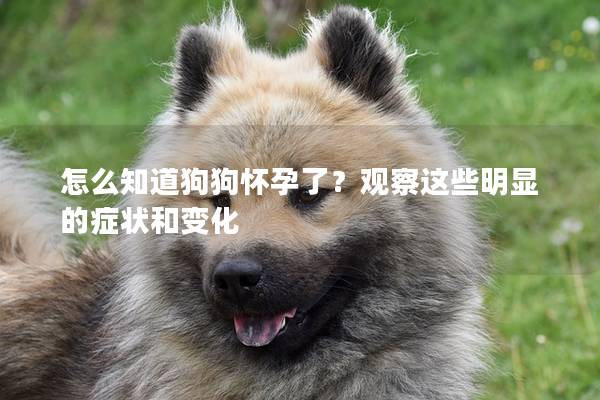 怎么知道狗狗懷孕了？觀察這些明顯的癥狀和變化