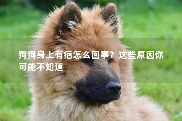 狗狗身上有疤怎么回事？這些原因你可能不知道