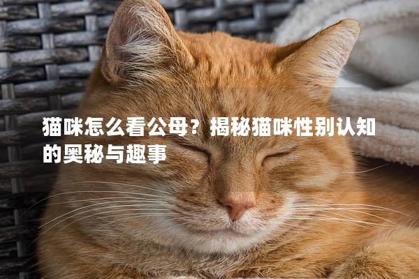 貓咪怎么看公母？揭秘貓咪性別認知的奧秘與趣事