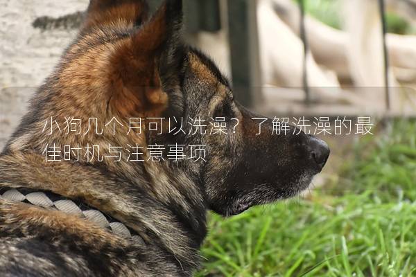 小狗幾個(gè)月可以洗澡?了解洗澡的最佳時(shí)機(jī)與注意事項(xiàng) 小狗幾個(gè)月可以洗澡?了解洗澡的最佳時(shí)機(jī)與注意事項(xiàng)