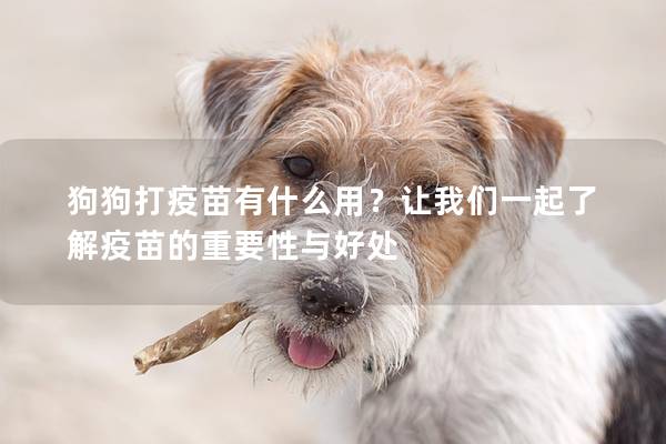 狗狗打疫苗有什么用？讓我們一起了解疫苗的重要性與好處