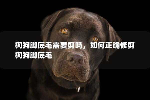 狗狗腳底毛需要剪嗎，如何正確修剪狗狗腳底毛