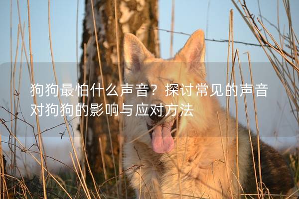 狗狗最怕什么聲音？探討常見的聲音對狗狗的影響與應對方法