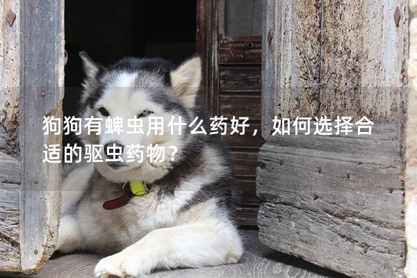 狗狗有蜱蟲用什么藥好，如何選擇合適的驅蟲藥物？