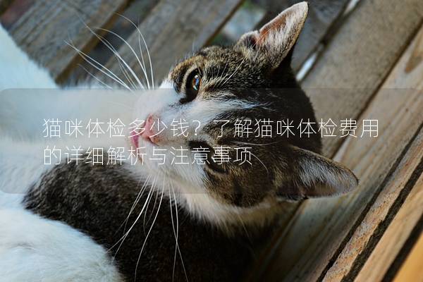 貓咪體檢多少錢？了解貓咪體檢費用的詳細(xì)解析與注意事項