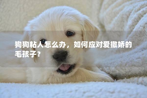 狗狗粘人怎么辦，如何應對愛撒嬌的毛孩子？