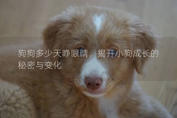 狗狗多少天睜眼睛，揭開小狗成長的秘密與變化