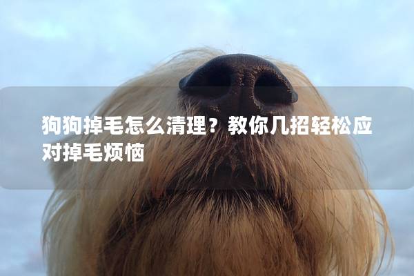狗狗掉毛怎么清理？教你幾招輕松應對掉毛煩惱