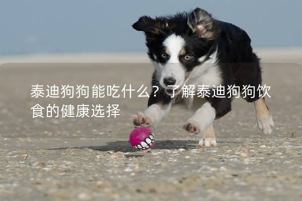 泰迪狗狗能吃什么？了解泰迪狗狗飲食的健康選擇