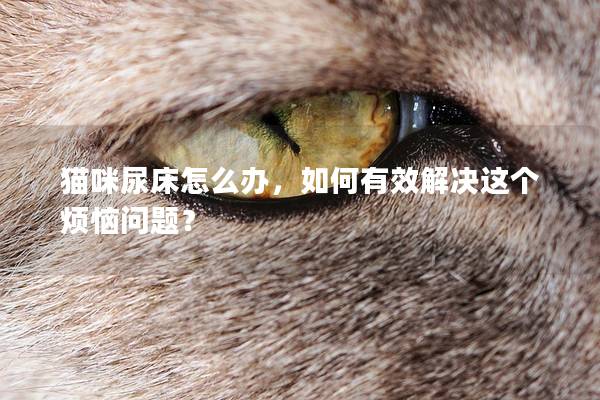 貓咪尿床怎么辦，如何有效解決這個煩惱問題？