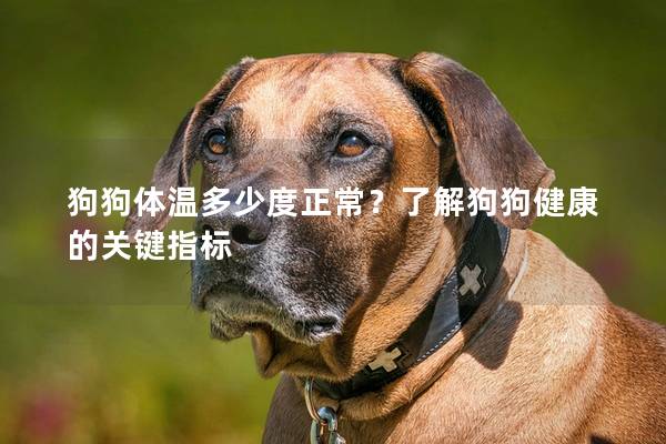 狗狗體溫多少度正常？了解狗狗健康的關鍵指標