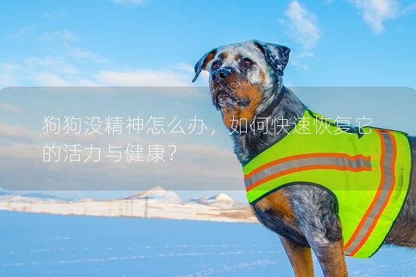 狗狗沒精神怎么辦，如何快速恢復它的活力與健康？