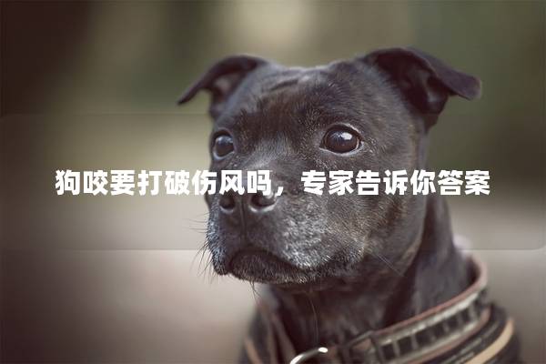 狗咬要打破傷風嗎，專家告訴你答案