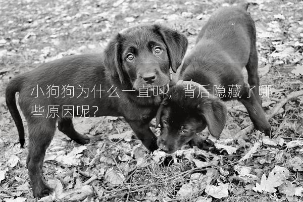 小狗狗為什么一直叫，背后隱藏了哪些原因呢？