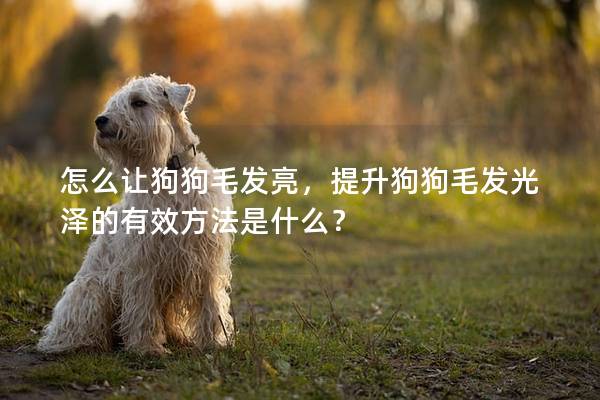 怎么讓狗狗毛發(fā)亮，提升狗狗毛發(fā)光澤的有效方法是什么？