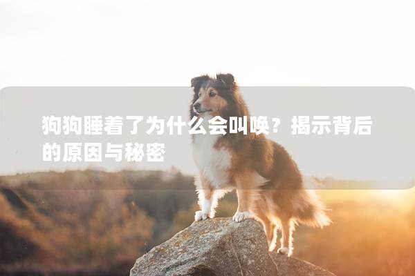 狗狗睡著了為什么會叫喚？揭示背后的原因與秘密