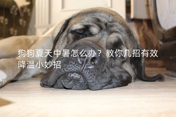 狗狗夏天中暑怎么辦？教你幾招有效降溫小妙招