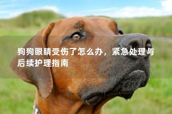 狗狗眼睛受傷了怎么辦，緊急處理與后續護理指南