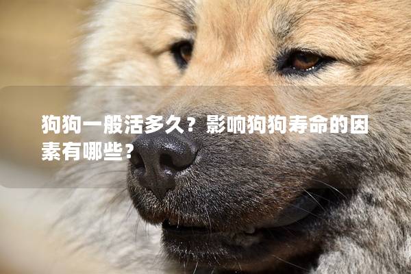 狗狗一般活多久？影響狗狗壽命的因素有哪些？