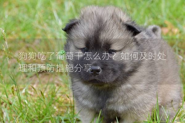 狗狗吃了葡萄干怎么辦？如何及時處理和預防措施分享