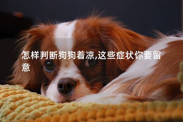 怎樣判斷狗狗著涼,這些癥狀你要留意 怎樣判斷狗狗著涼,這些癥狀你要留意