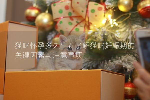 貓咪懷孕多久生？了解貓咪妊娠期的關鍵因素與注意事項