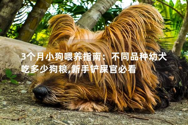 3個月小狗喂養指南：不同品種幼犬吃多少狗糧,新手鏟屎官必看